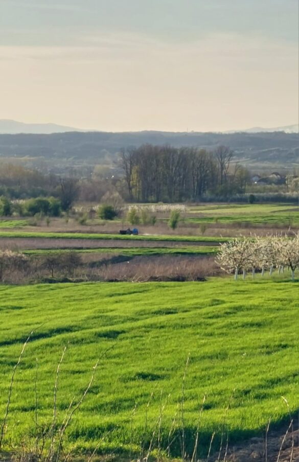 polje