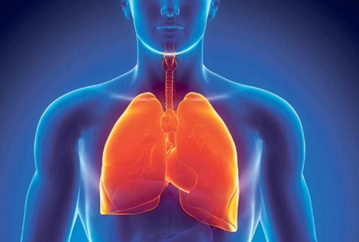 Pluća_0_1280x1280